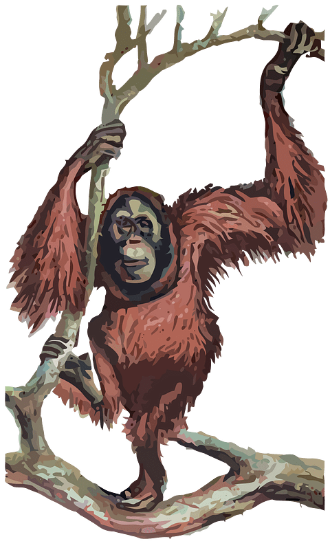 Orangutan - Isolated