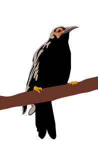 Crow Honeyeater