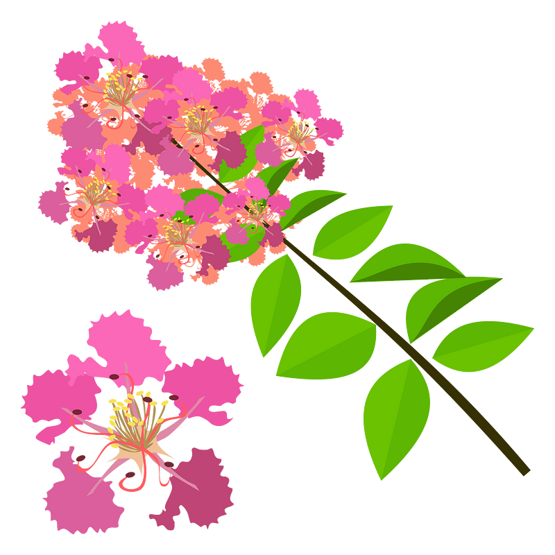 Crepe-myrtle (Lagerstroemia indica)