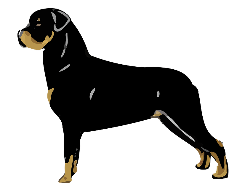 rottweiler standing
