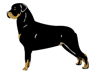 rottweiler standing