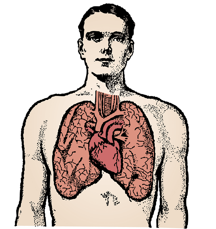 Man and Lungs - Colour Remix