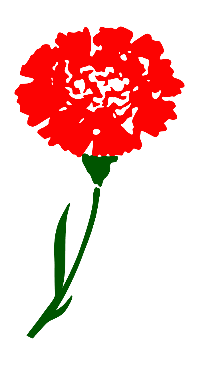 carnaition 