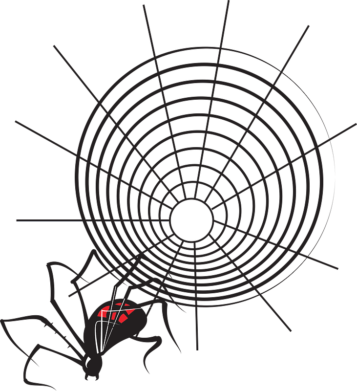 Spider and web