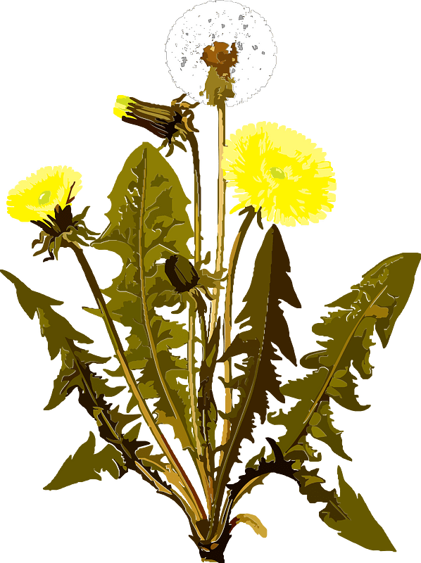 Dandelion flowers seeds leaf