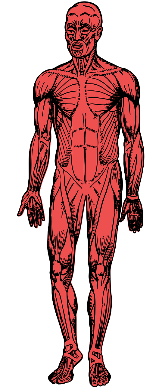Muscles of a Man (no border)