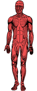 Muscles of a Man (no border)