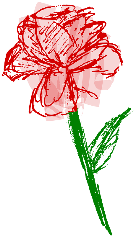Rose Sketch - Colour