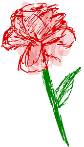 Rose Sketch - Colour