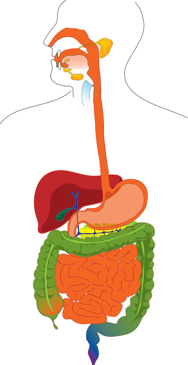 Digestive system without explanation