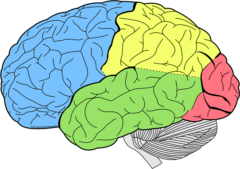 Lobes of the brain