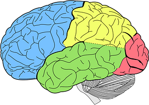 Lobes of the brain
