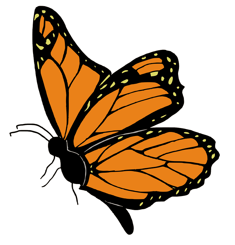 Orange butterfly