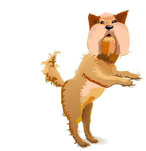 bearded dog jumping up