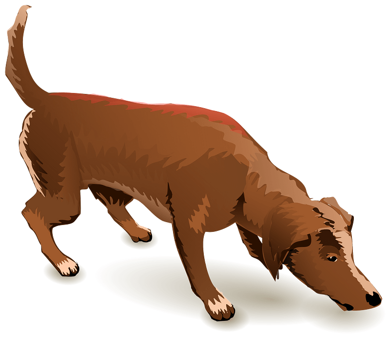 dog sniffing ground