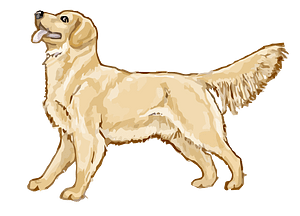 Golden retriever