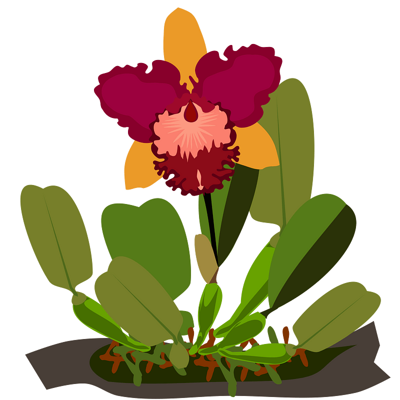 Cattleya Orchid Bloom