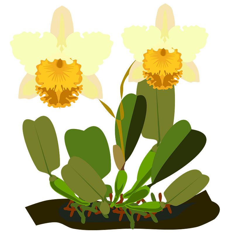Cattleya orchid