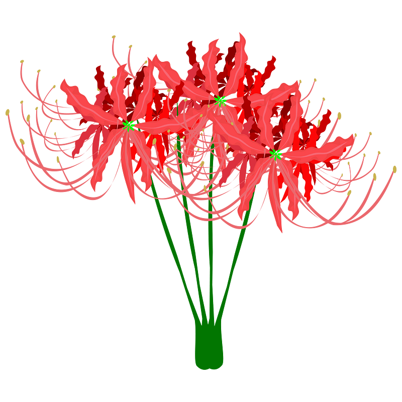 Red Spider Lily - Free vector clipart images on creazilla.com