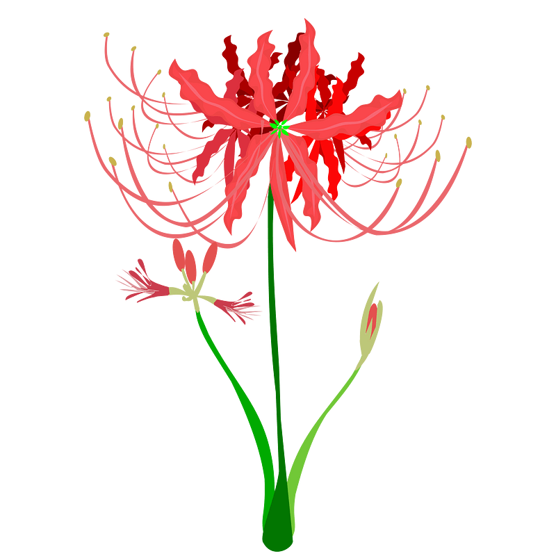 Red Spider Lily