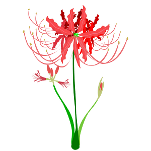 Red Spider Lily