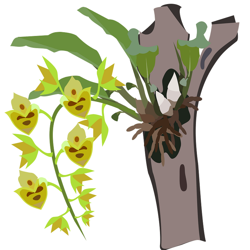 Catasetum Orchid