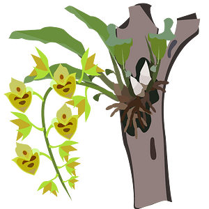 Catasetum