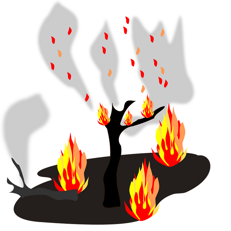 Burning forests