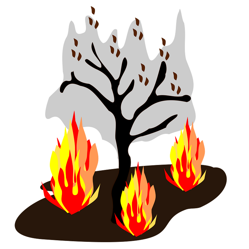 Burning forests