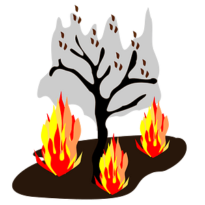 Burning forests