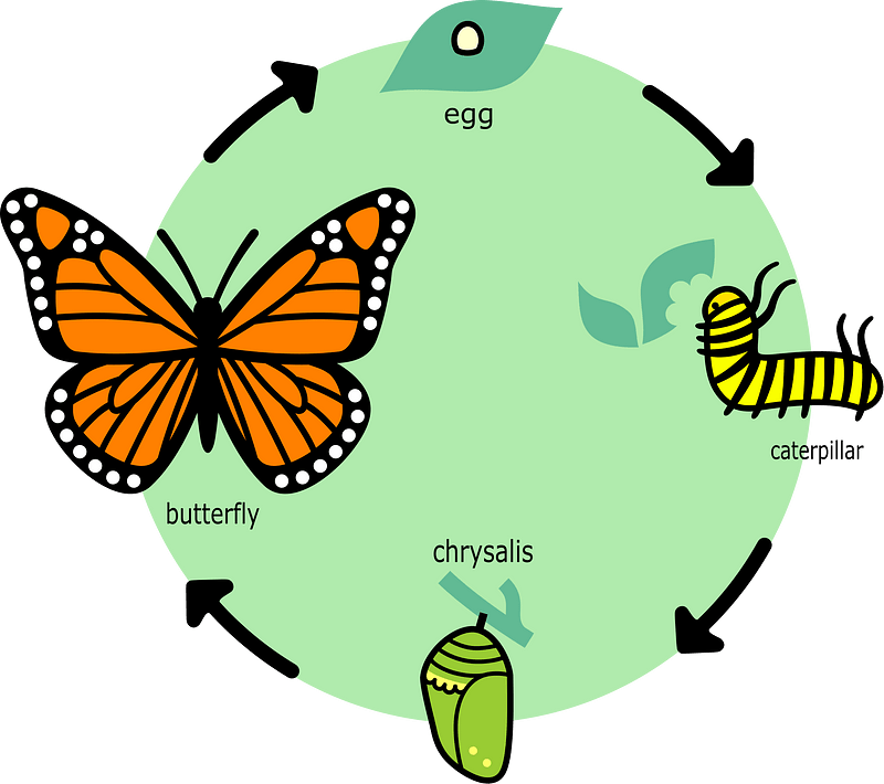 Butterfly's Life Cycle - English