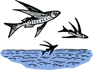 飛魚