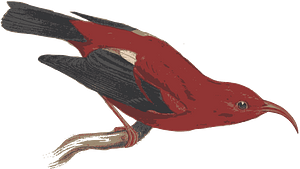Hawaiian Iiwi