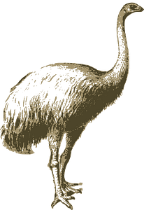 Moa
