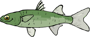 A Mullet Fish