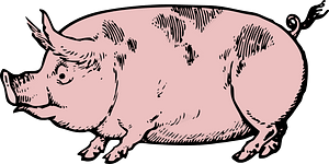 Pink Pig