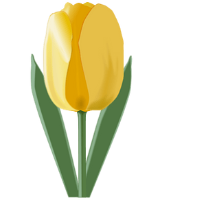 Hoa tulip