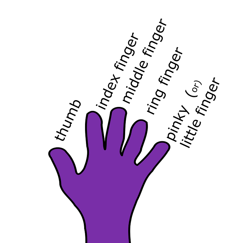 Finger Names - English