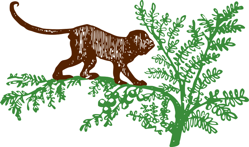 Monkey on a Tree