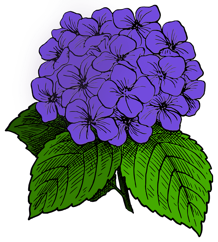 Hydrangea - Purple