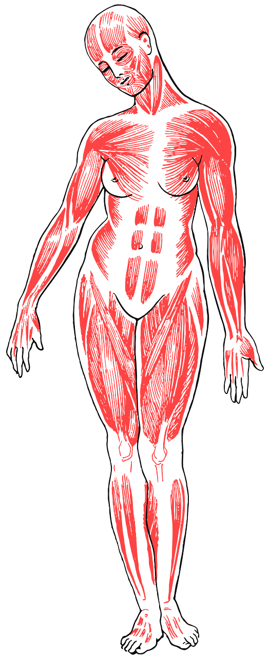Female Musculature Line Art
