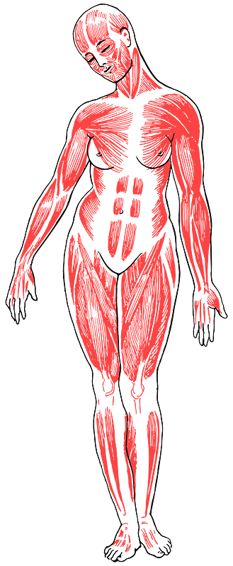 Female Musculature Line Art