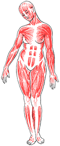 Female Musculature Line Art