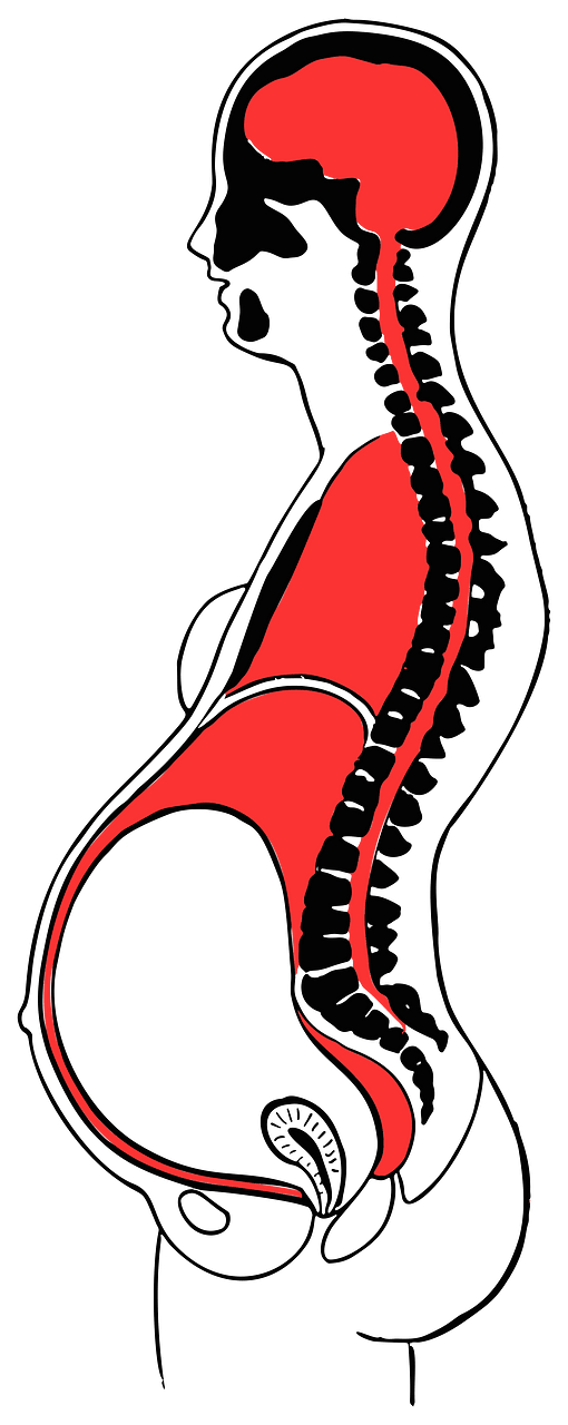 Pregnant Woman Profile Diagram 2