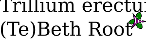 Trillium erectum landscape plant icon
