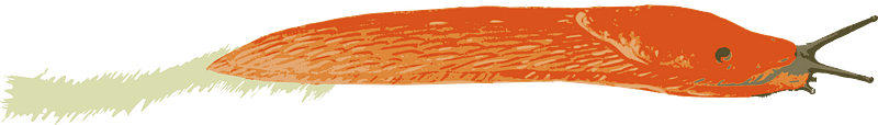 Orange Slug - Isolated