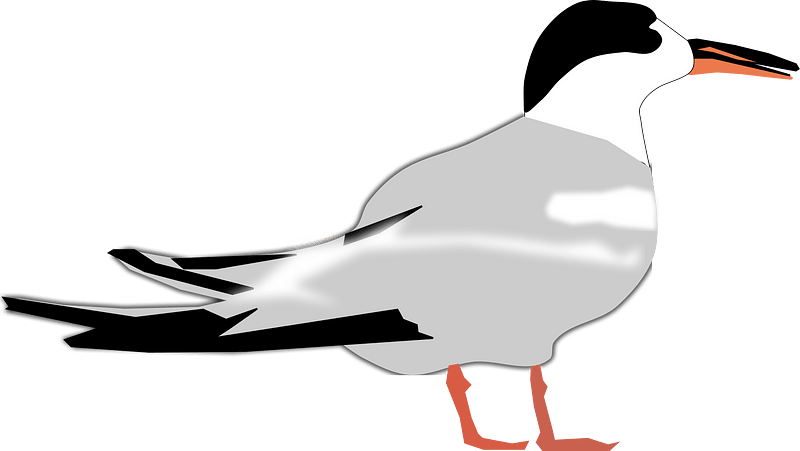 Tern