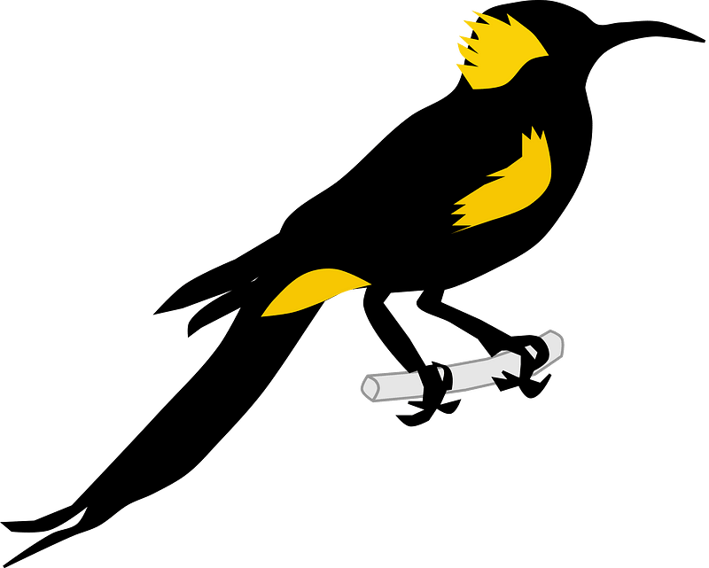 Hawaiian o-o Bird