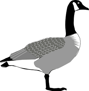 Branta canadensis