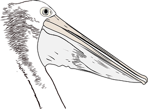 鹈